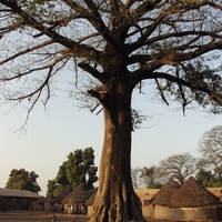 soro, strom v Baro